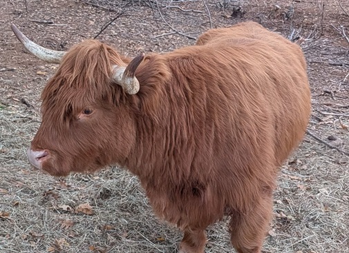 Highland Cattle