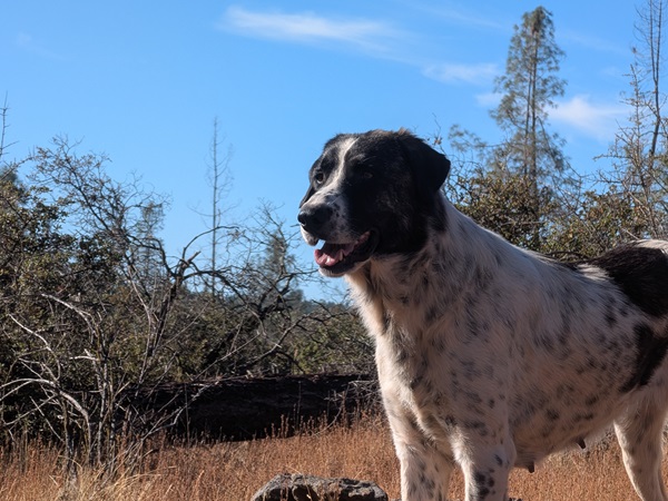 Livestock Guard Dog