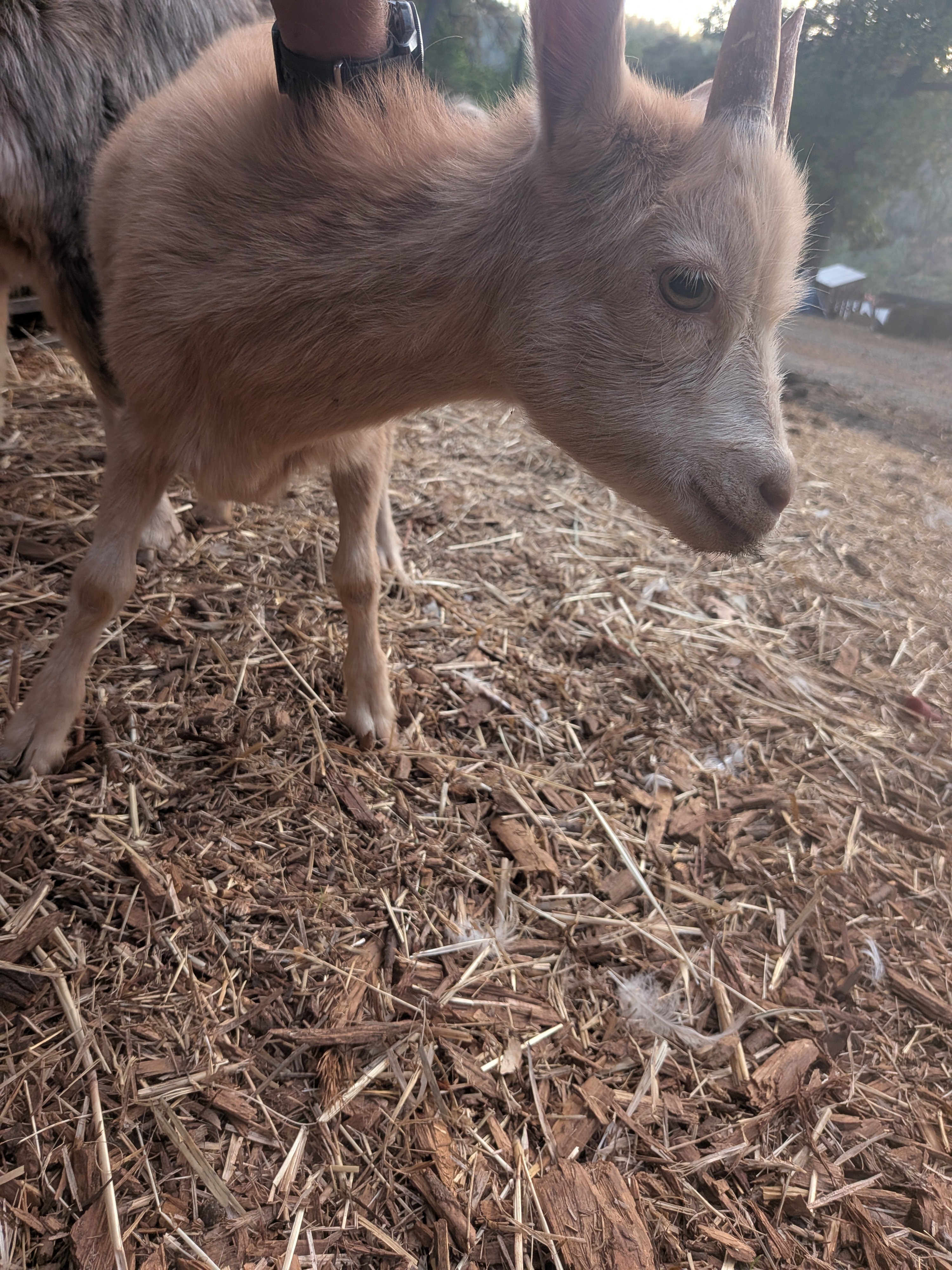 Goat Inspection