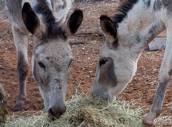 Donkeys